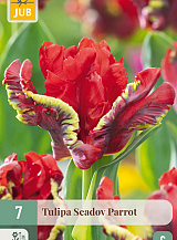 X   7 TULIPA SEADOV PARROT