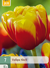 X   7 TULIPA SHELL