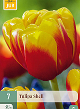 X 7 TULIPA SHELL