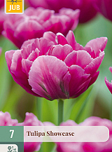 X   7 TULIPA SHOWCASE