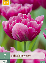X   7 TULIPA SHOWCASE