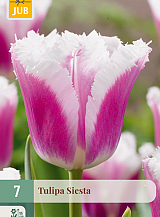X   7 TULIPA SIESTA