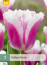 X   7 TULIPA SIESTA