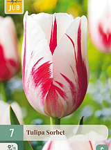 X   7 TULIPA SORBET