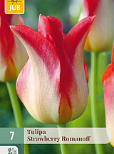 X   7 TULIPA STRAWBERRY ROMANOFF