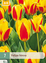 X   7 TULIPA STRESA