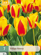 X   7 TULIPA STRESA