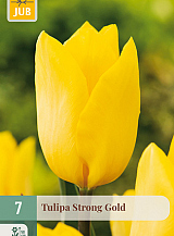 X   7 TULIPA STRONG GOLD