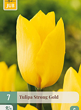 X 7 TULIPA STRONG GOLD