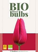X   7 TULIPA STRONG LOVE - BIO