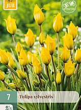 X   7 TULIPA SYLVESTRIS