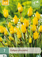 X   7 TULIPA SYLVESTRIS