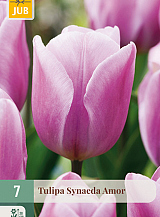 X   7 TULIPA SYNAEDA AMOR