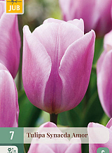 X   7 TULIPA SYNAEDA AMOR