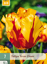 X   7 TULIPA TEXAS FLAME