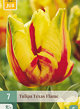X   7 TULIPA TEXAS FLAME