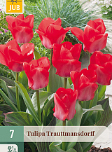 X   7 TULIPA TRAUTTMANSDORFF