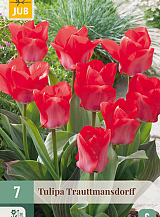 X   7 TULIPA TRAUTTMANSDORFF