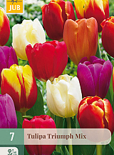 X   7 TULIPA TRIUMPH MIX