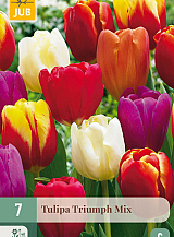 X   7 TULIPA TRIUMPH MIX