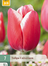 X   7 TULIPA UNIVERSUM