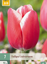 X   7 TULIPA UNIVERSUM
