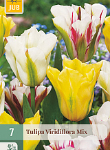 X   7 TULIPA VIRIDIFLORA MIX
