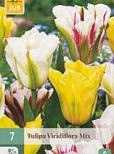 X   7 TULIPA VIRIDIFLORA MIX