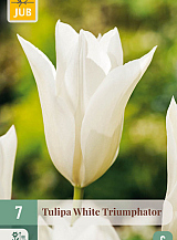 X 7 TULIPA WHITE TRIUMPHATOR