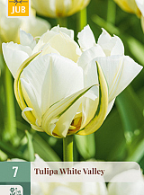 X   7 TULIPA WHITE VALLEY