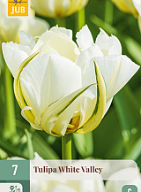 X 7 TULIPA WHITE VALLEY