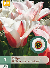X   7 TULIPA WILLEM VAN DEN AKKER