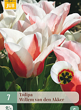 X   7 TULIPA WILLEM VAN DEN AKKER