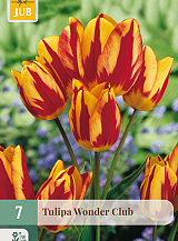 X   7 TULIPA WONDER CLUB