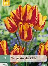 X   7 TULIPA WONDER CLUB