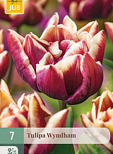X   7 TULIPA WYNDHAM