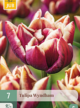 X   7 TULIPA WYNDHAM