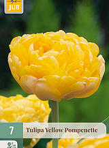 X   7 TULIPA YELLOW POMPENETTE