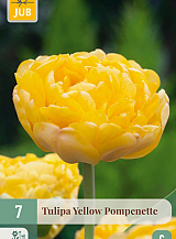 X   7 TULIPA YELLOW POMPENETTE