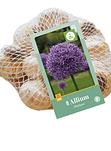 X 8 ALLIUM GLADIATOR