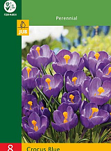 X 8 CROCUSES LARGE FLOWERING BLUE