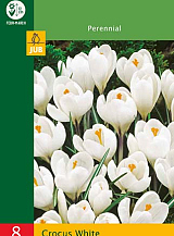 X   8 CROCUSES LARGE FLOWERING WHITE