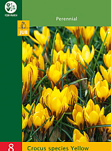X   8 CROCUS SPECIES YELLOW