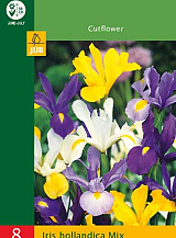 X 8 IRIS HOLLANDICA MIX