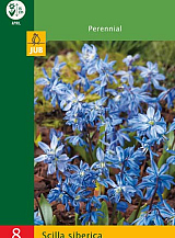 X 8 SCILLA SIBERICA