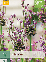 X 10 ALLIUM ART