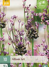 X 10 ALLIUM ART