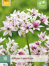 X 10 ALLIUM CAMELEON