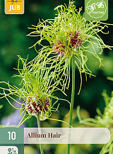 X 10 ALLIUM HAIR