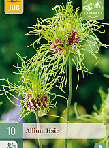 X 10 ALLIUM HAIR